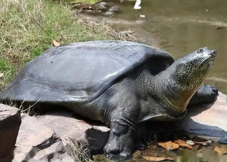 全球仅存两只雄性！苏州百岁斑鳖 “苏苏” 罕见现身，2.7 亿年活化石濒临消失